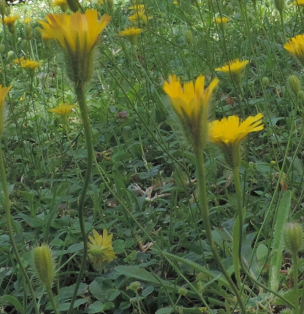 Asteracea:  Hypochaeris achyrophorus